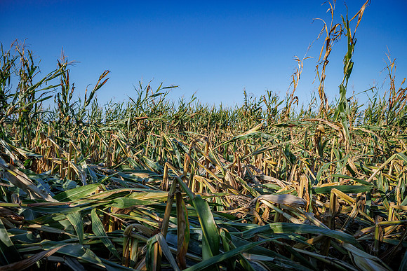 ShortCorn_LibertyIL_cdp_75