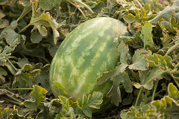 Watermelon_SVWA6179_CA_3