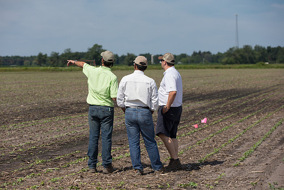 DownyMildew_Trial_MI_0002
