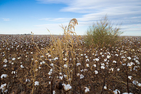 RRXCottonTexas_cdp_793