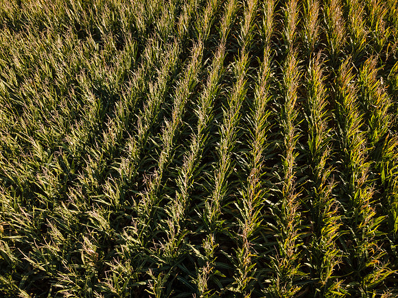 ShortCorn_LibertyIL_cdp_21