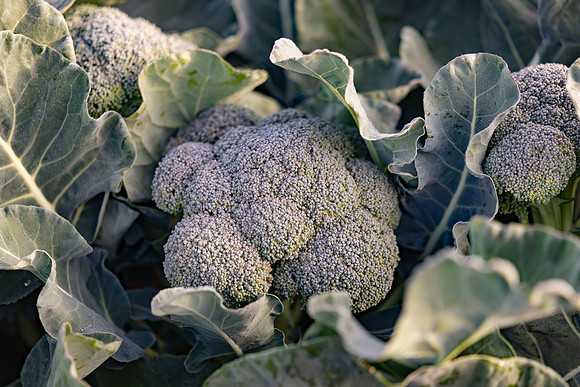 Eiffel_Brocolli_52