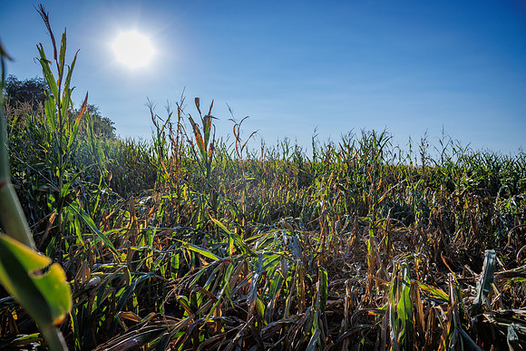 ShortCorn_LibertyIL_cdp_95