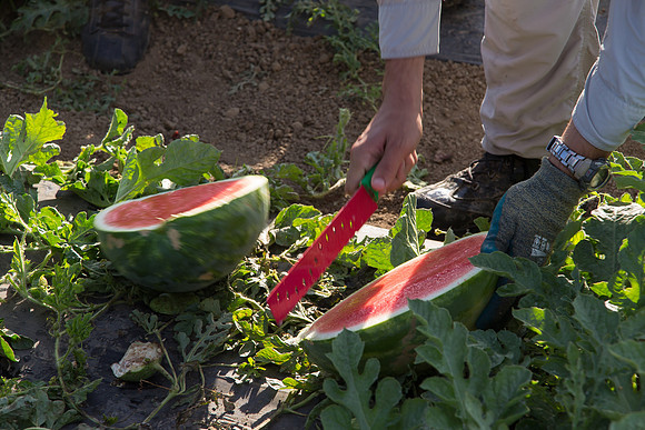 Watermelon_SV3105WA_CA_0004