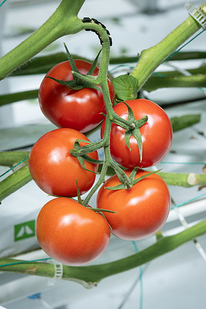 Tomatoes_DRTH1050_4