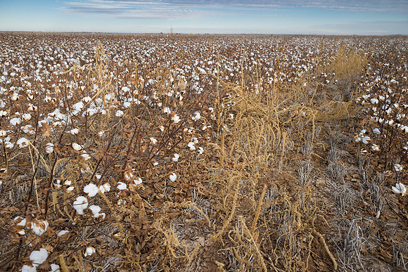 RRXCottonTexas_cdp_807