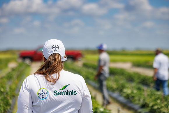 Seminis2024_FL_Felda_456