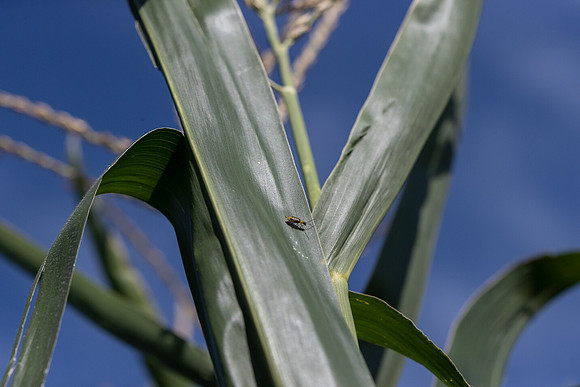 CornRootworm_36