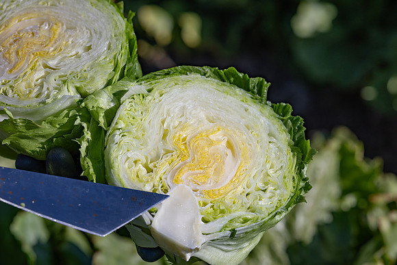 Moneyball_Lettuce_60