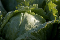 Lettuce_SV8143LG_CA_0012