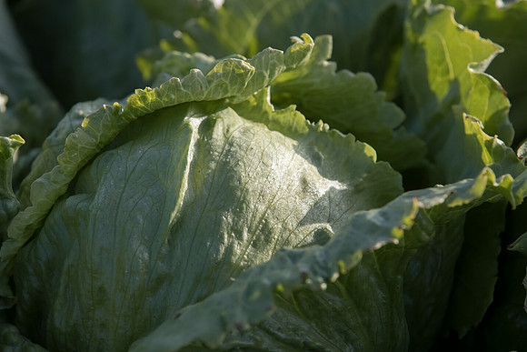 Lettuce_SV8143LG_CA_0012