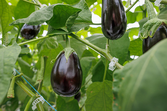 Eggplant_DeRuiter_2022_17