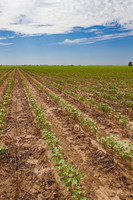 ThryvOn_2022_TurnageFarms_cdp_98