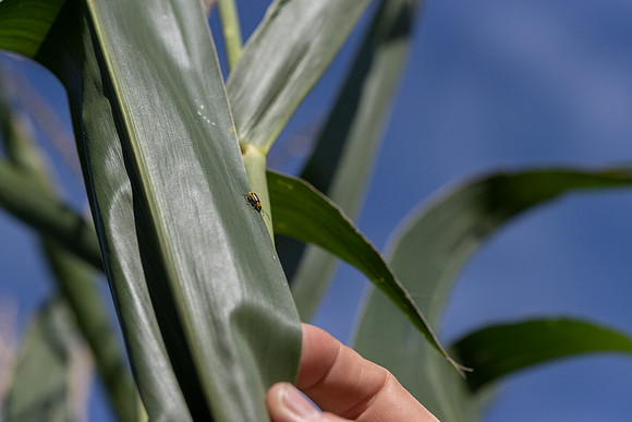 CornRootworm_42