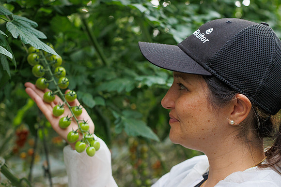 Tomato_DeRuiter_Kingsville_2022_686
