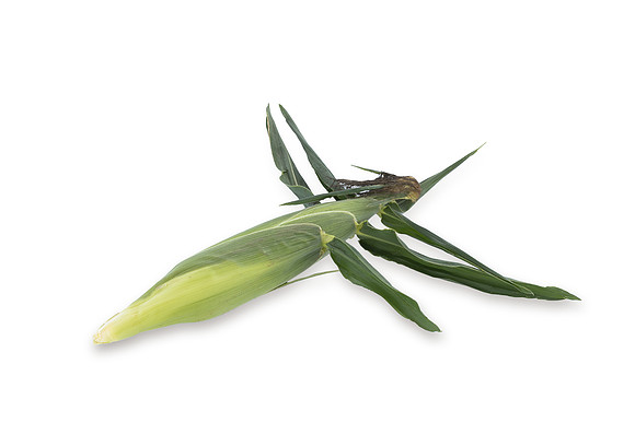 SweetCorn_Nighthawk_13