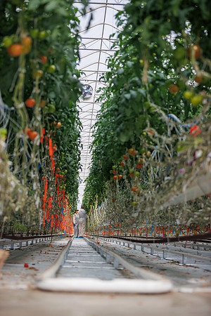 Tomato_DeRuiter_Kingsville_2022_599