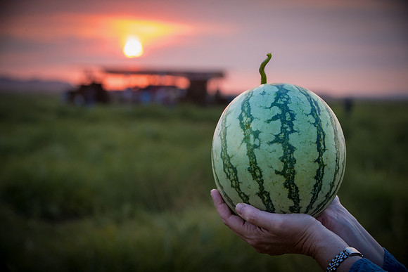Seminis2021_AZ_50