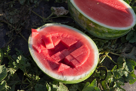 Watermelon_SV3105WA_CA_0029