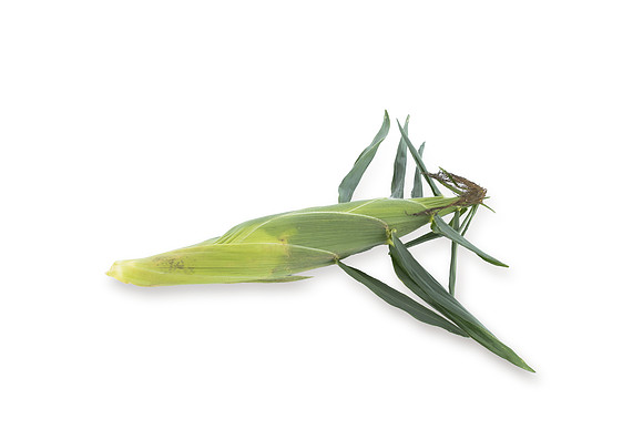 SweetCorn_SVSA0313_5