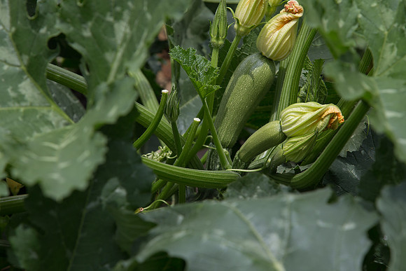 Squash_Adelita_MX_0014