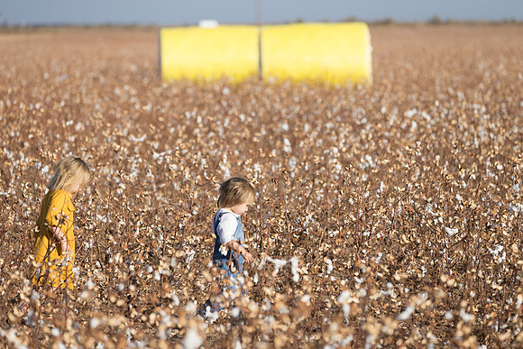 RRXCottonTexas_cdp_2521