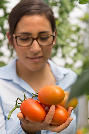 Tomato_4179_MX_0034