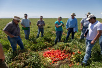 Tomato_SV0599TM_CA_00028