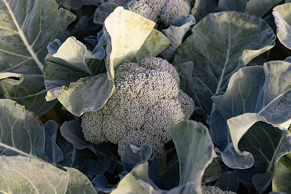 Eiffel_Brocolli_2