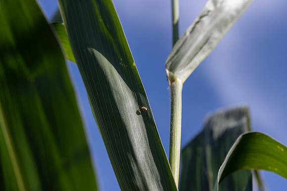 CornRootworm_18