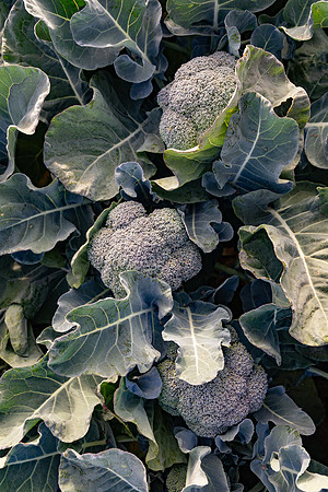 Eiffel_Brocolli_29