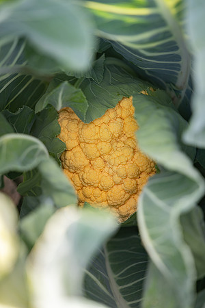 Cheddar_Cauliflower_5