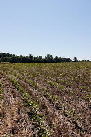 ThryvOn_2022_GriggsFarms_cdp_160