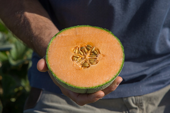 Melon_OrangeBeauty_CA_0043