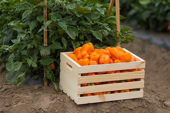 SweetPeppers_SV3936PS_CA_0154