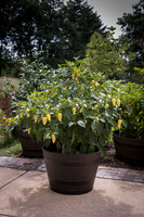 HotPepper_RioDeOro_0018
