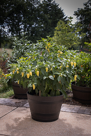 HotPepper_RioDeOro_0018