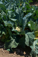 Cauliflower_Freedom_CA_0015