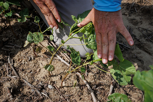 ThryvOn_2022_TurnageFarms_cdp_127