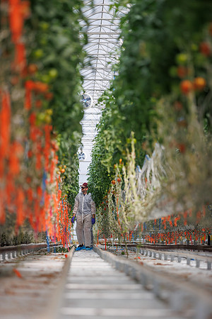 Tomato_DeRuiter_Kingsville_2022_568