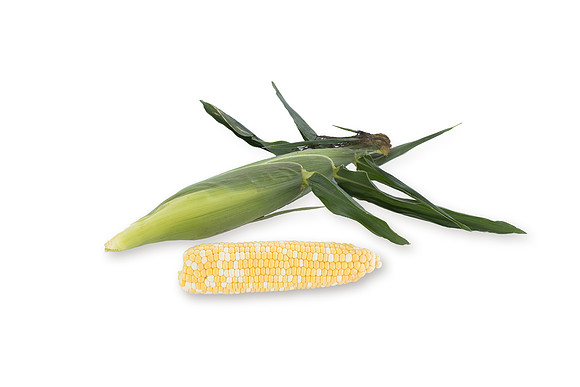 SweetCorn_Nighthawk_29