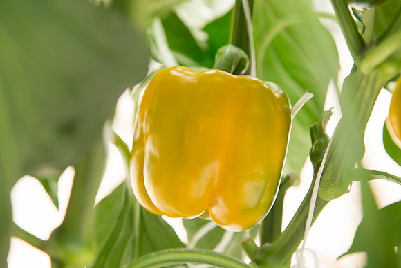BellPepper_Luzon_MX_0030