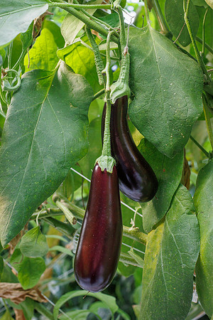 Eggplant_Canada_46