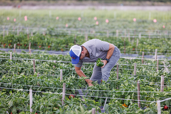 Seminis2024_FL_Felda_347