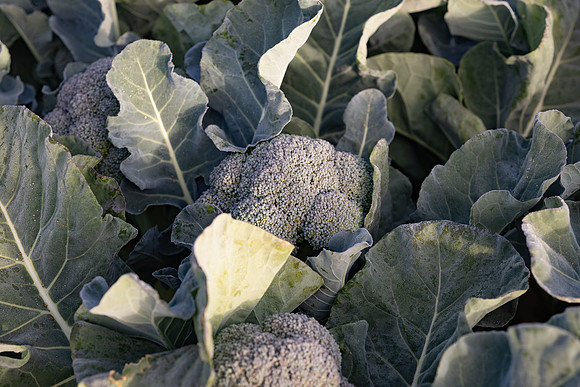 Eiffel_Brocolli_5