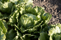 Lettuce_SV8143LG_CA_0045
