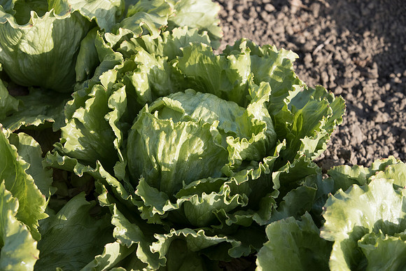Lettuce_SV8143LG_CA_0045