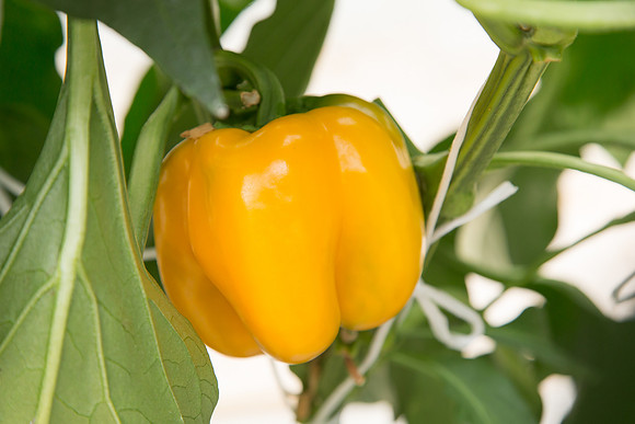 BellPepper_Luzon_MX_0025