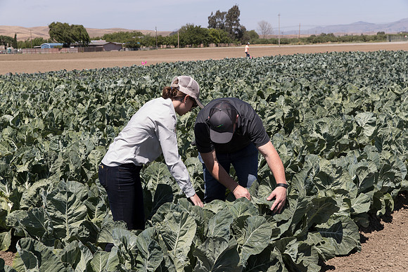 Cauliflower_Kurdivex_CA_0004