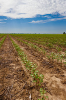 ThryvOn_2022_TurnageFarms_cdp_100
